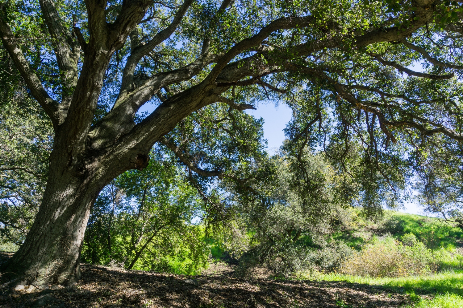 trees to provide shade for reducing heat in a home